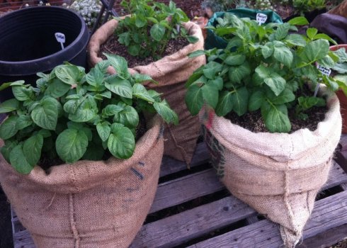 Технологія вирощування картоплі в мішках