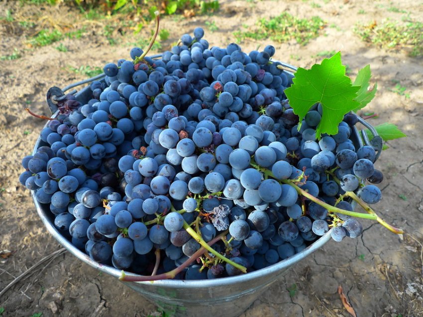 Как выбрать виноград изабелла при самостоятельном сборе