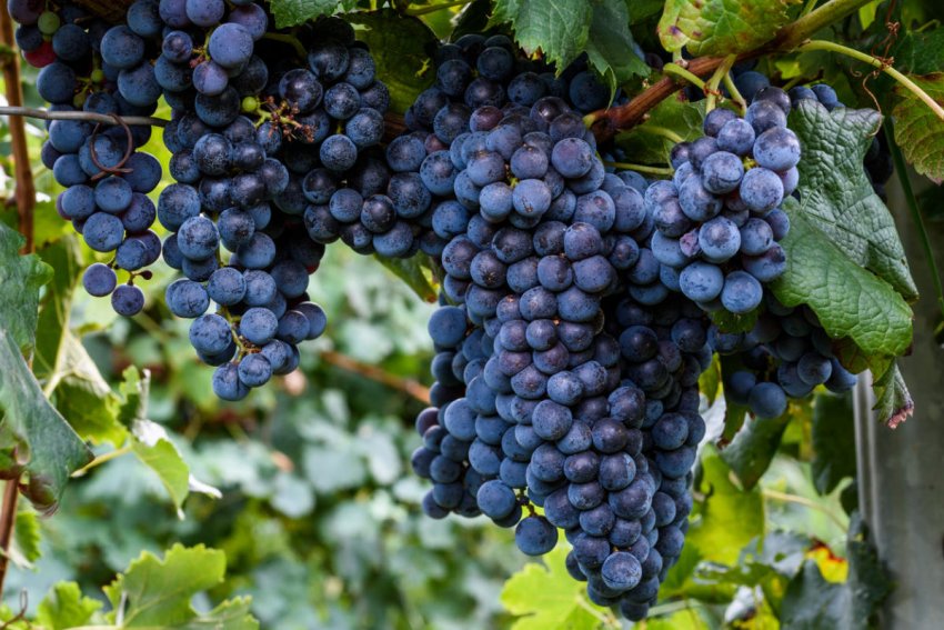Как выбрать виноград изабелла при покупке