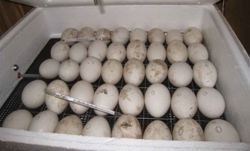 Где Купить Перепелиные Яйца Для Инкубатора