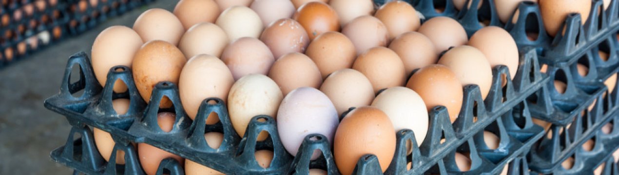 Температурний режим в інкубаторі для курячих яєць