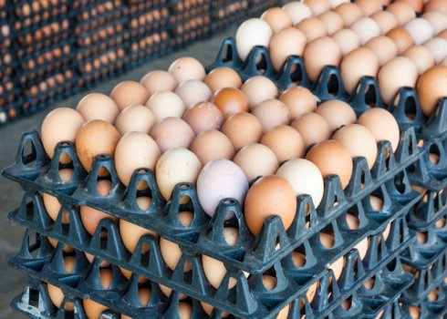 Температурний режим в інкубаторі для курячих яєць