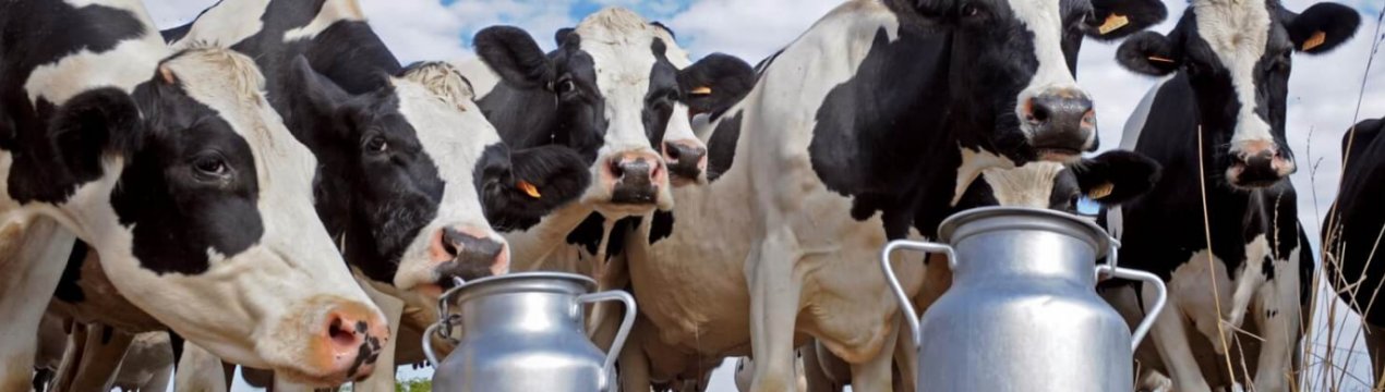 Чому в корови солоне молоко: причини та вирішення проблеми
