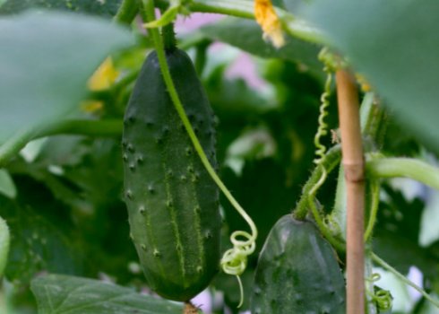 Вирощування огірків на балконі