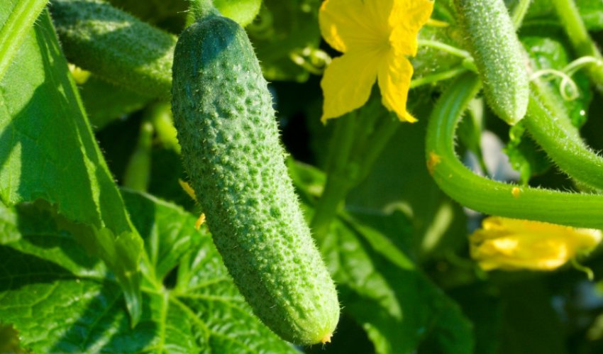Огірки кукарача Огірки кукарача