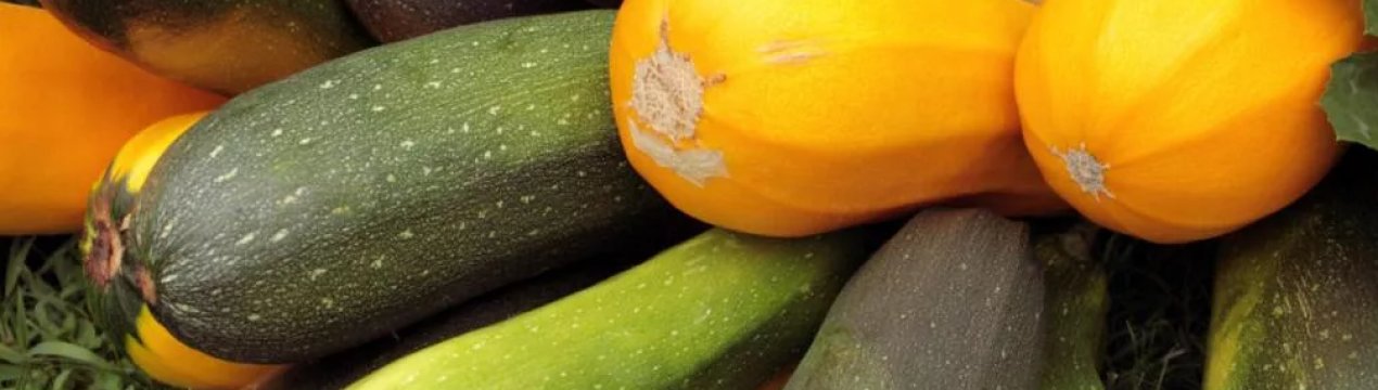 Смачні рецепти заготівлі кабачків без стерилізації