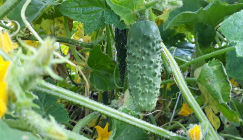 Огірки дубровський Огірки дубровський