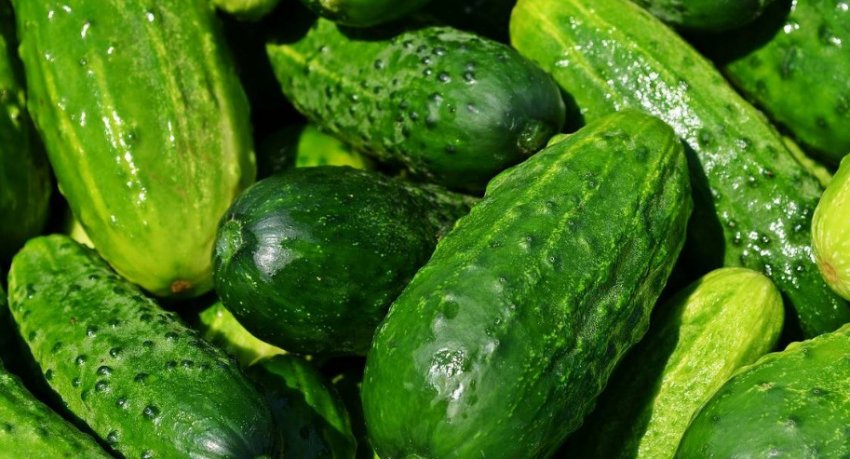 Огірки матриця Огірки матриця