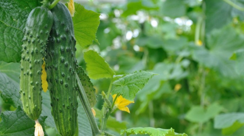 Огірок московський тепличний Огірок московський тепличний