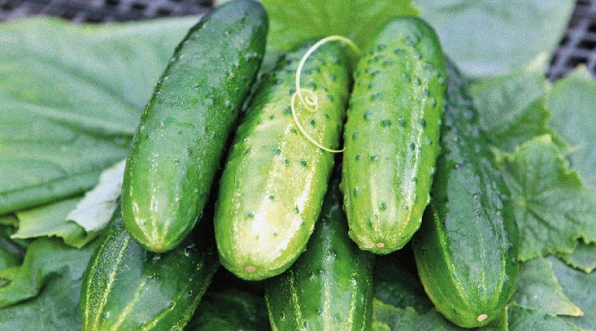 Огірок романс Огірок романс