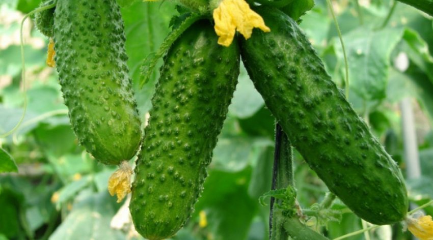 Огірок легенда Огірок легенда