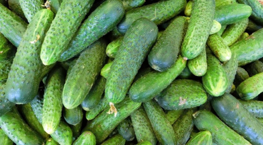 Огірки Клавдія F1 Огірки Клавдія F1