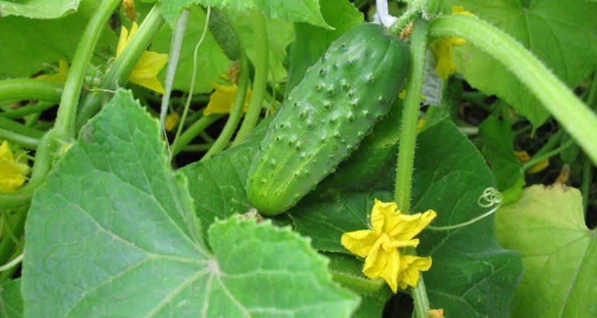 Огірок мураха Огірок мураха