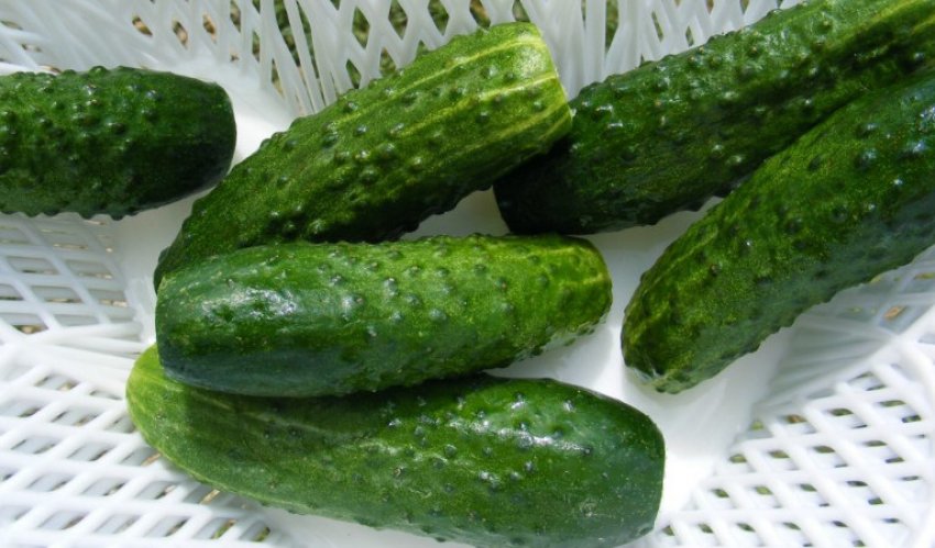 Огірок хрустик Огірок хрустик