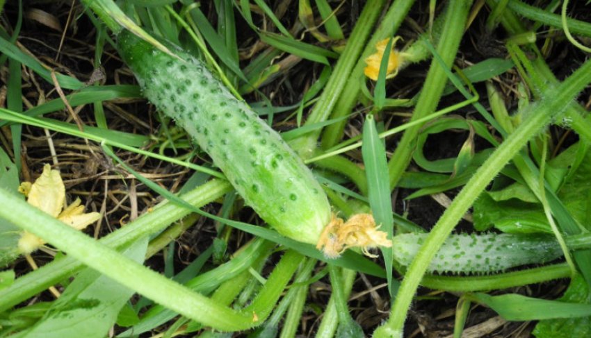 Огірок манул Огірок манул