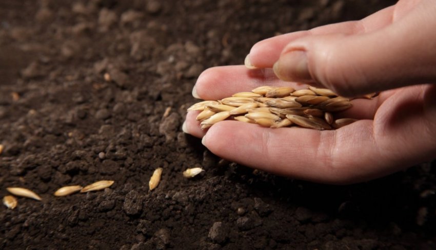 Насіння огірків Насіння огірків