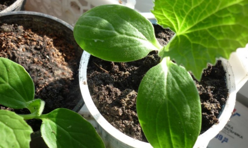 Розсада огірків Розсада огірків