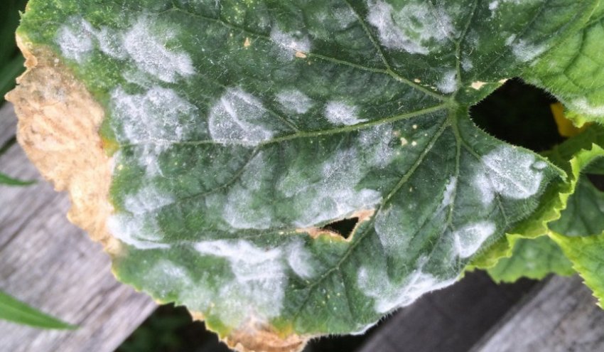 Борошниста роса на листі огірка Борошниста роса на листі огірка