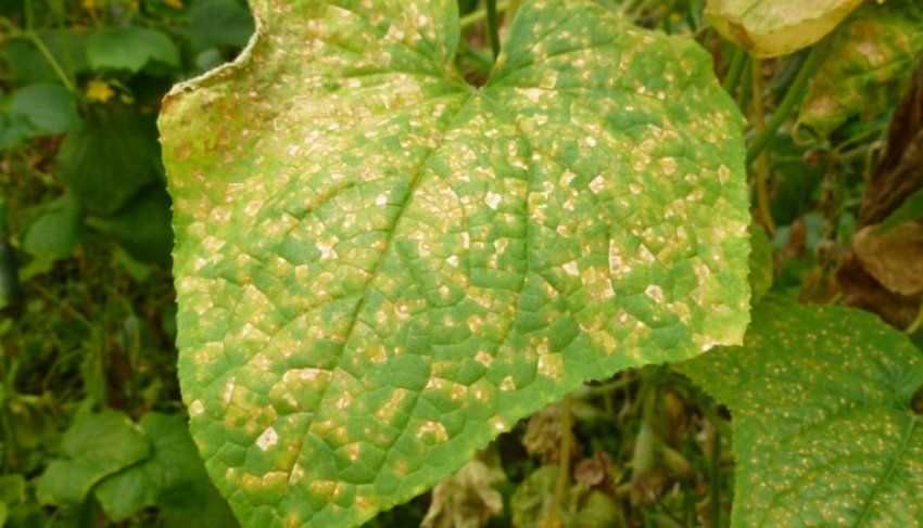 Пероноспороз на огірках Пероноспороз на огірках