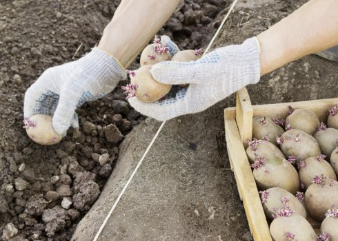 Що краще садити після картоплі?