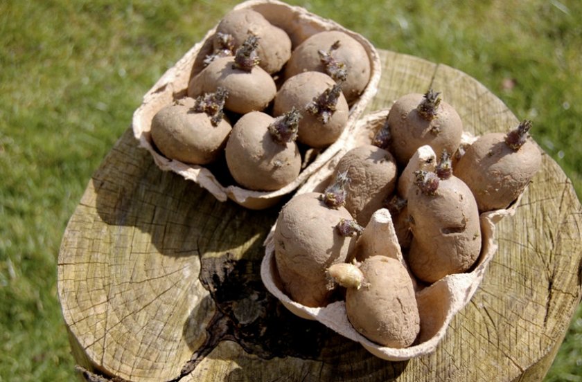 Картофель Картофель