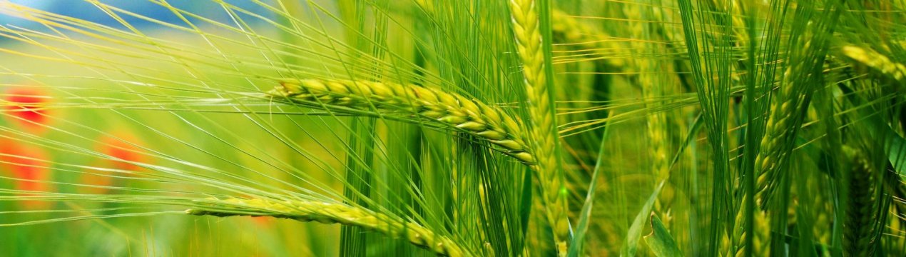 За гарні очі. Італійцям роздають безкоштовні поля