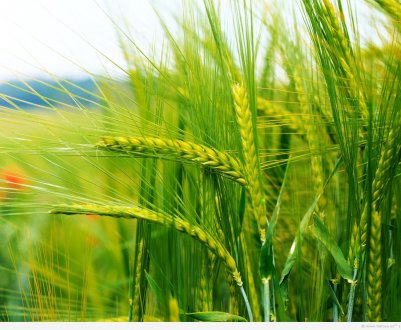 За гарні очі. Італійцям роздають безкоштовні поля