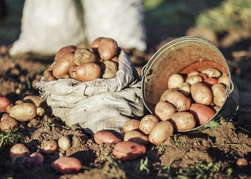 Чим і як правильно обробляти картоплю