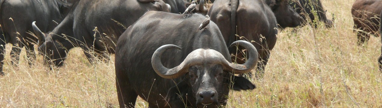 Рогаті санітари полів забезпечують Закарпатті моцарелою
