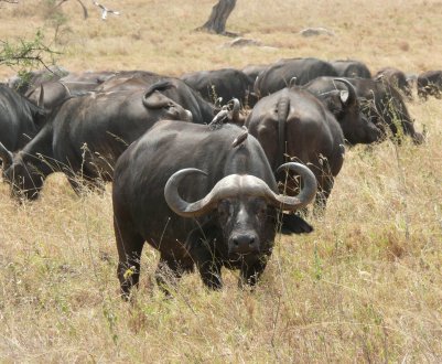 Рогаті санітари полів забезпечують Закарпатті моцарелою