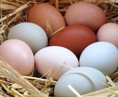 Категорії курячих яєць: їх класифікація і характеристика