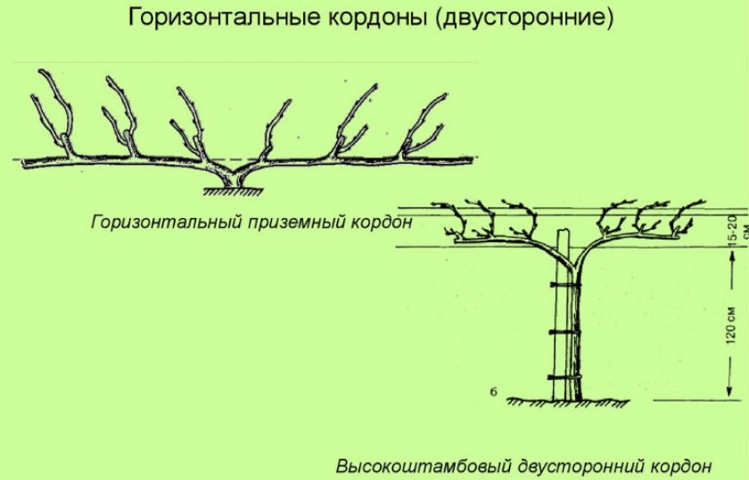 Горизонтальные кордоны Горизонтальные кордоны
