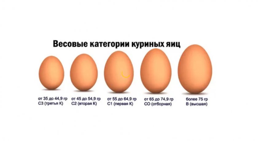 Весовые категории куриных яиц
