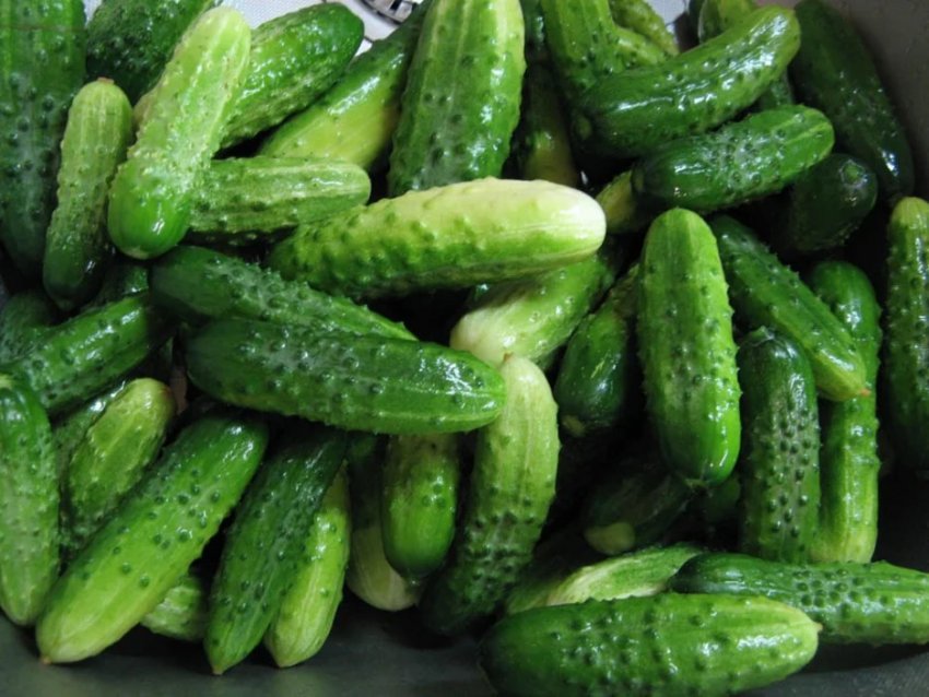 Як підготувати огірки до маринування