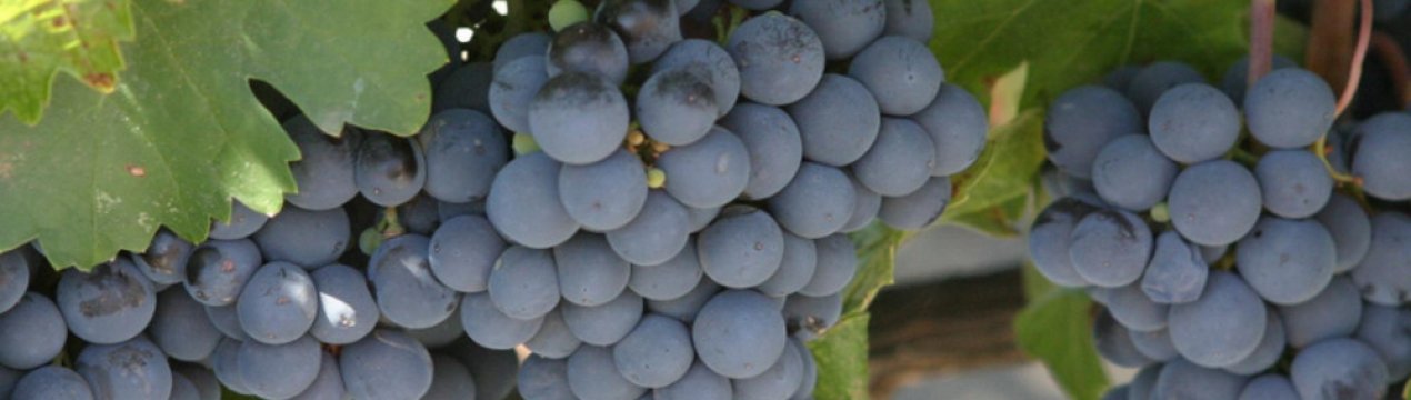 Як приготувати варення з винограду Ізабелла на зиму