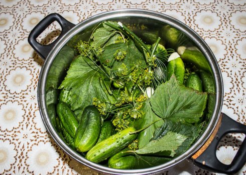 Лучшие рецепты засолки огурцов в кастрюле на зиму