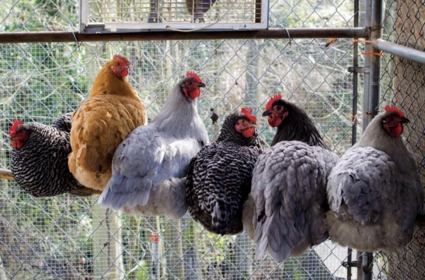 Кури в курнику