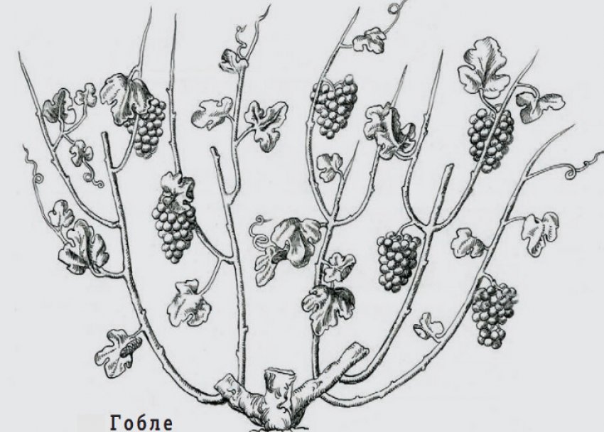 Метод Гобле Метод Гобле