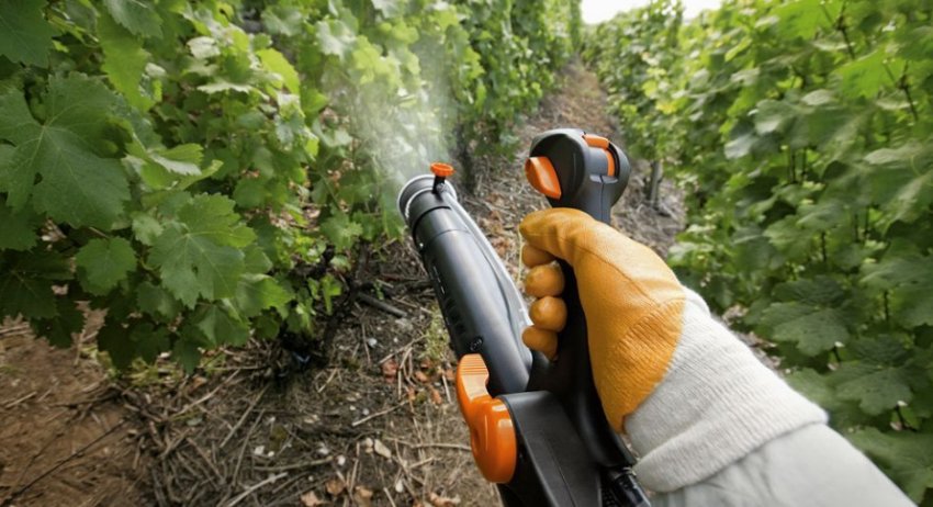 Обприскування винограду Обприскування винограду