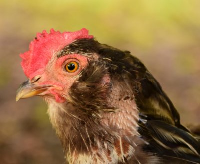 Хвороби очей у курей: симптоми і лікування