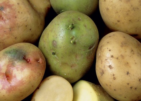 Чому картопля зелена і наскільки вона шкідлива
