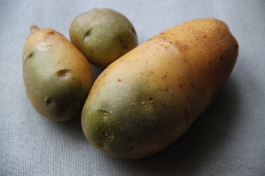 Зеленый картофель можно. Зеленый картофель соланин. Позеленевшие клубни картофеля. Картофель с зеленой кожурой. Картофель зазеленел.