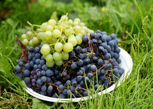 Как вырастить виноград в Сибири