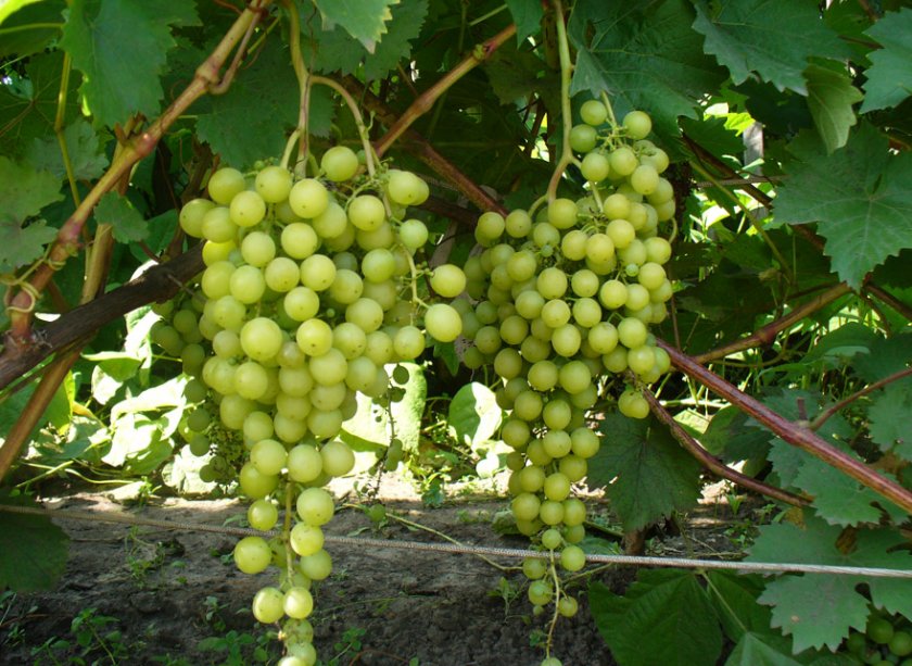 Как сажать виноград сибири thumbnail