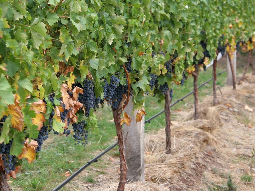 Мульчування винограду Мульчування винограду