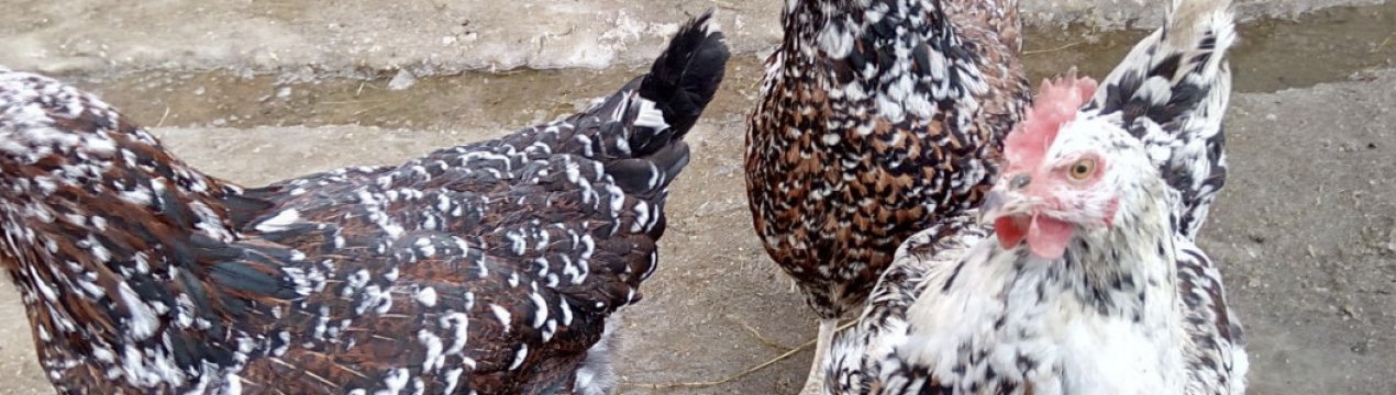 Почему у кур выпадают перья на спине и попе в домашних условиях фото