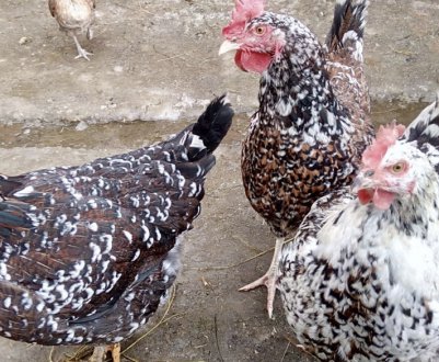 Чому у домашніх курей випадають пір'я і як вирішити цю проблему?