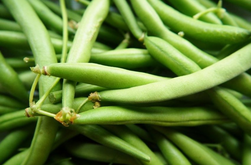 Спаржева квасоля Спаржева квасоля