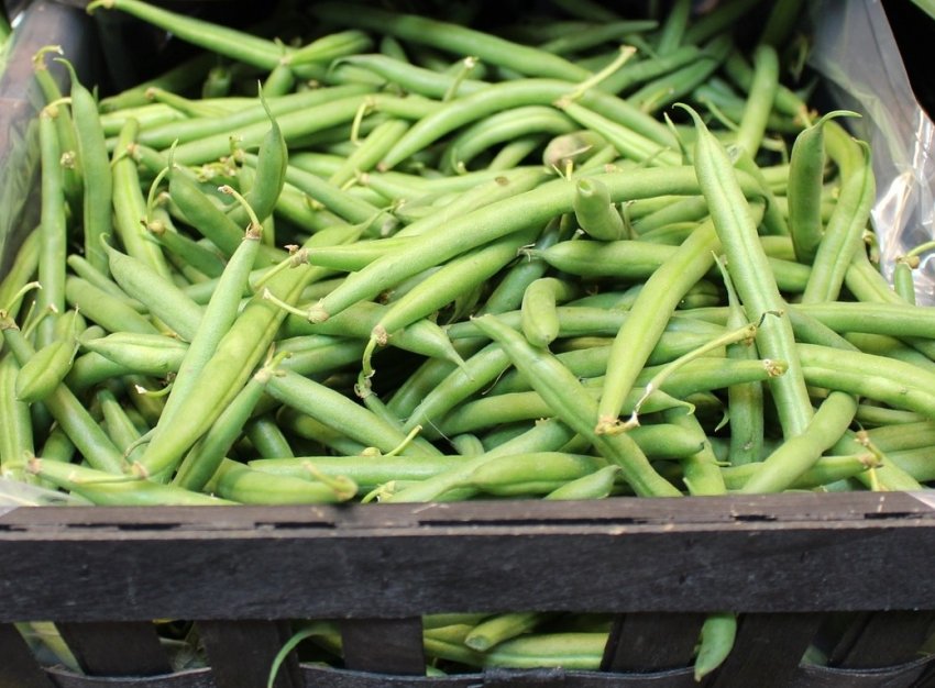 Спаржева квасоля Спаржева квасоля