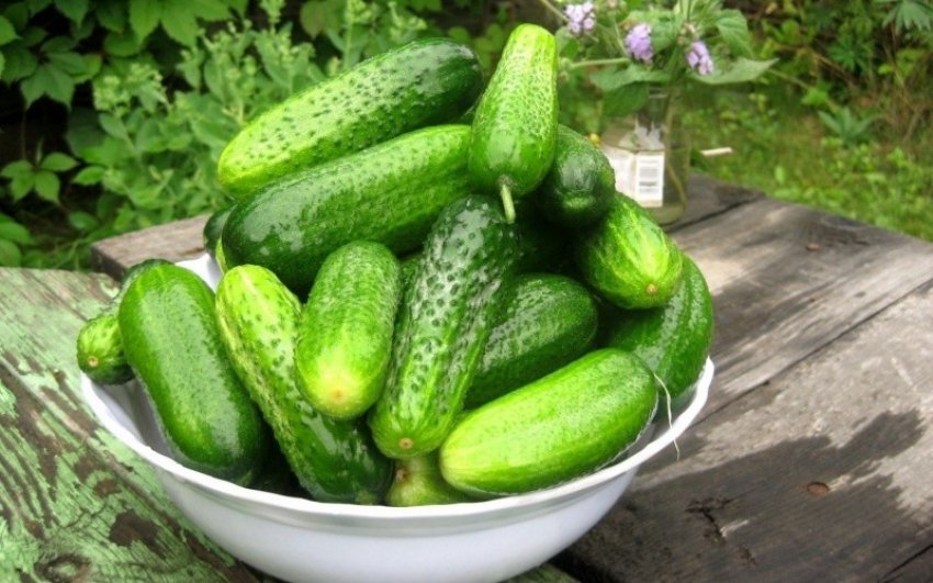 Особливості підготовки огірків